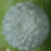 Egg of Mauve Line-blue - Petrelaea tombugensis